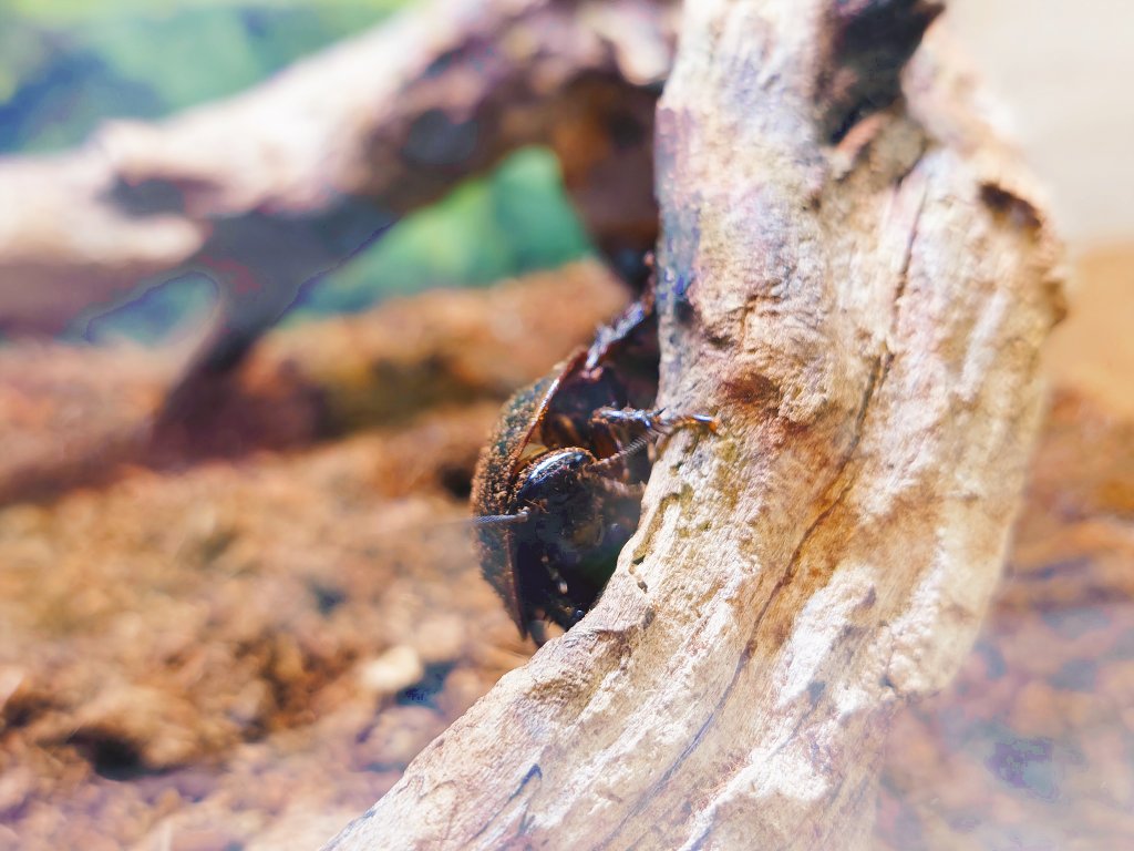 フミガタゴキブリちゃん。流木の横から覗いてくるとか、あざと可愛