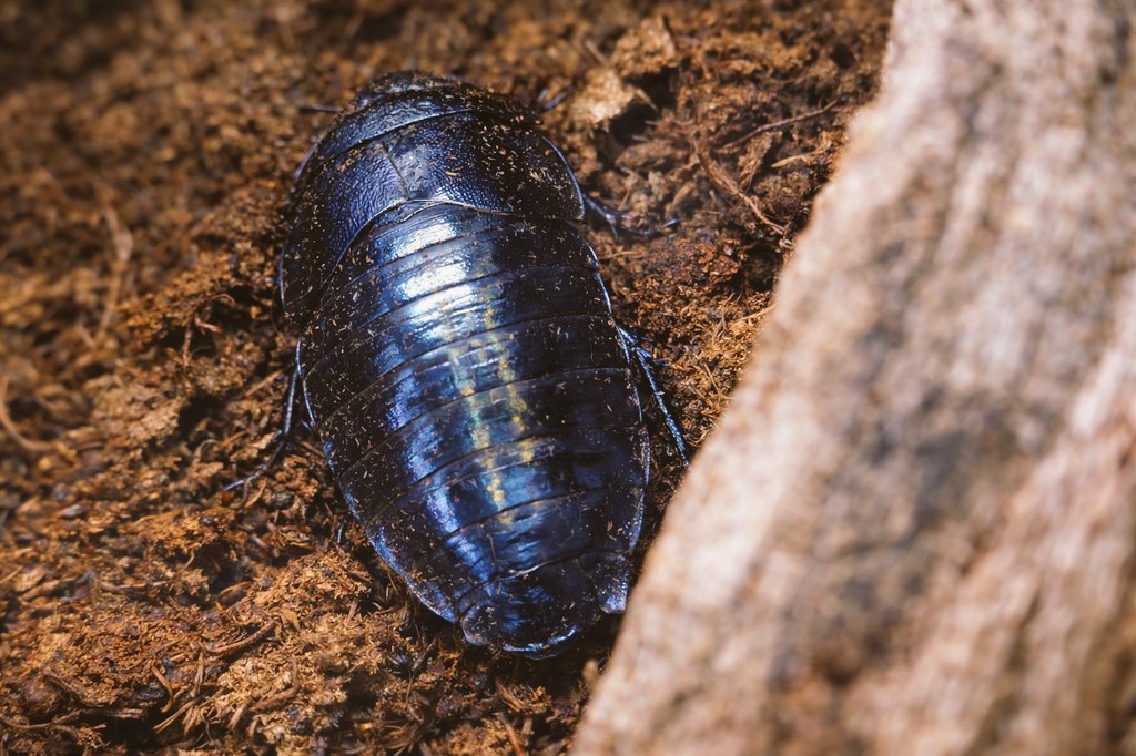 フミガタゴキブリちゃん。流木の横から覗いてくるとか、あざと可愛