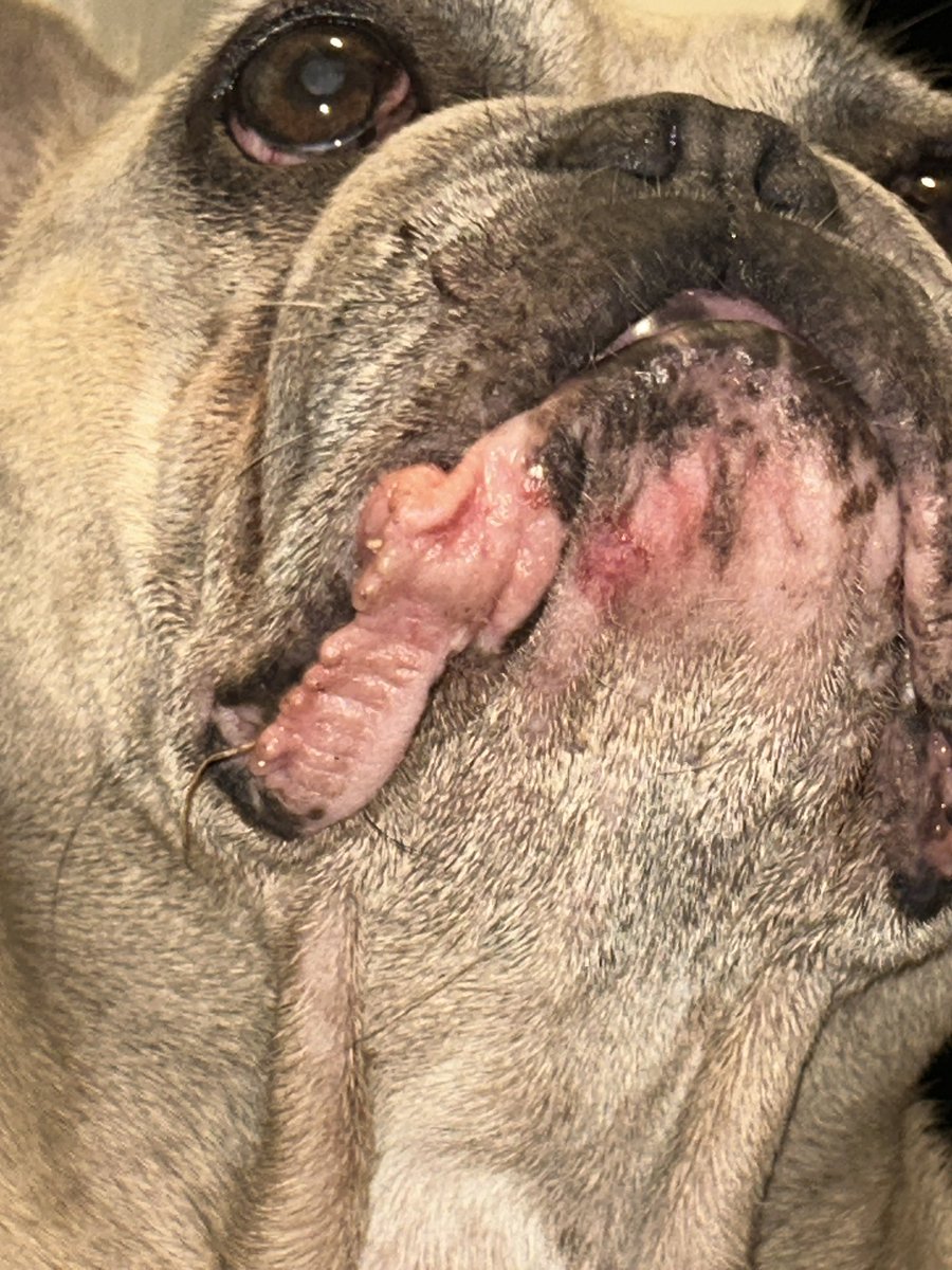coco_th's tweet photo. Me &amp; Boss had a fight ��� it’s been a few days now and I’m healing nicely , eating &amp; drinking fine &amp; still letting boss know that what ever happened this time I’m still the leader round here! 💖 💪🏻 #imgood #sundayvibes #healing #frenchielove https://t.co/kUXn2e15t9