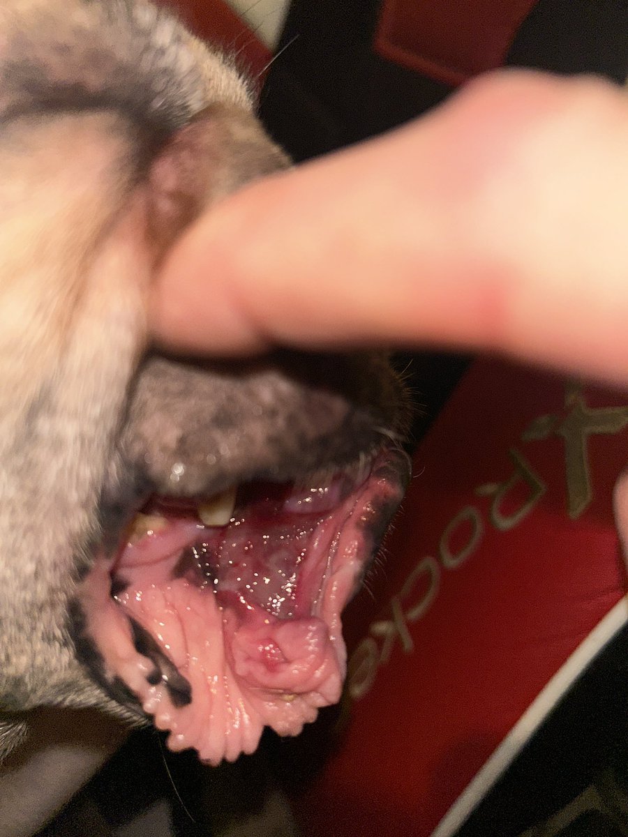 coco_th's tweet photo. Me &amp; Boss had a fight ��� it’s been a few days now and I’m healing nicely , eating &amp; drinking fine &amp; still letting boss know that what ever happened this time I’m still the leader round here! 💖 💪🏻 #imgood #sundayvibes #healing #frenchielove https://t.co/kUXn2e15t9