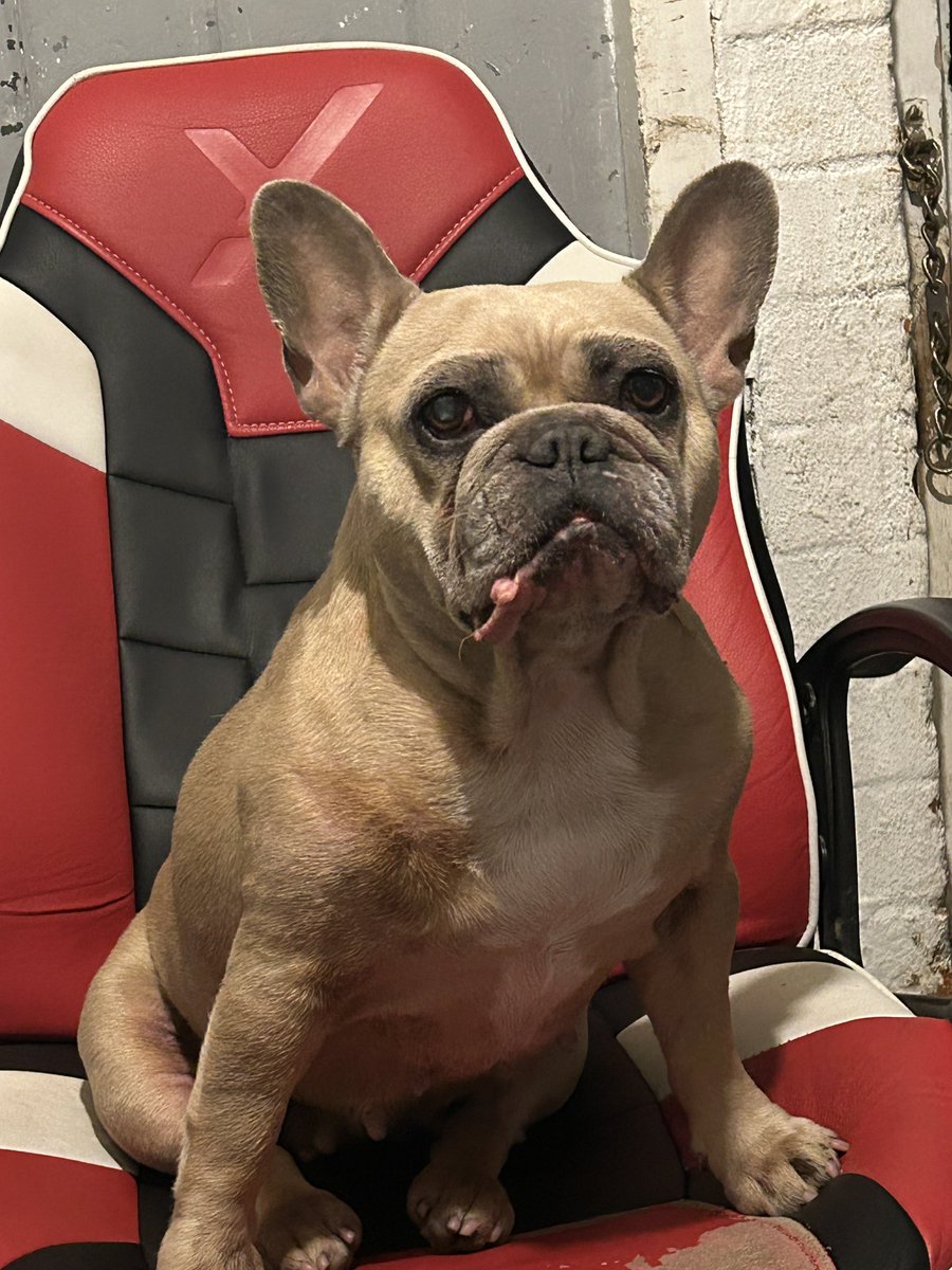 coco_th's tweet photo. Me &amp; Boss had a fight ��� it’s been a few days now and I’m healing nicely , eating &amp; drinking fine &amp; still letting boss know that what ever happened this time I’m still the leader round here! 💖 💪🏻 #imgood #sundayvibes #healing #frenchielove https://t.co/kUXn2e15t9