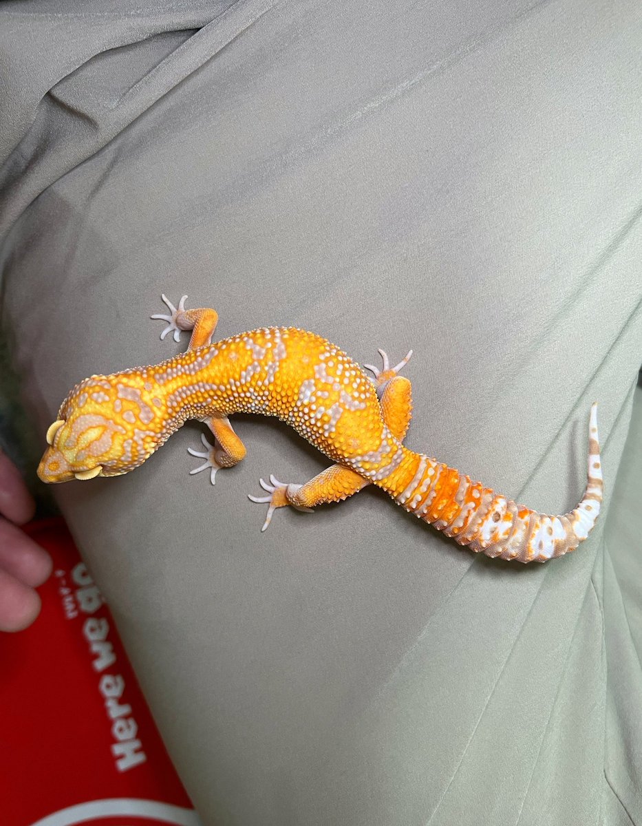 peropard's tweet image. Here We Go