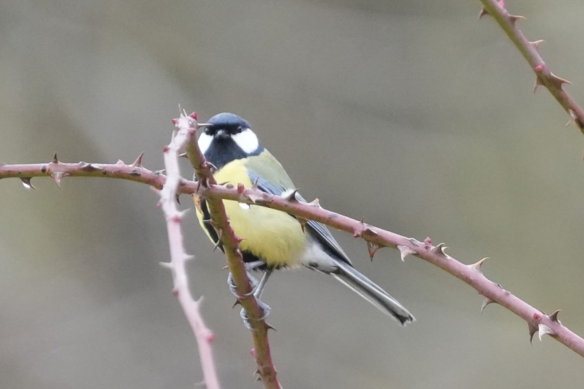 Warten auf den Frühling (1)