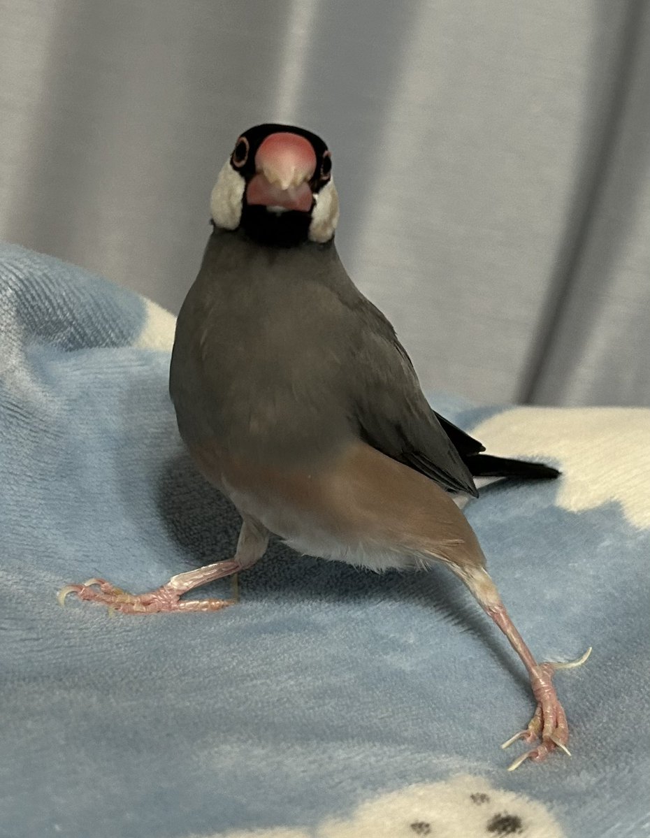 見よ！！この美脚を！！

#文鳥