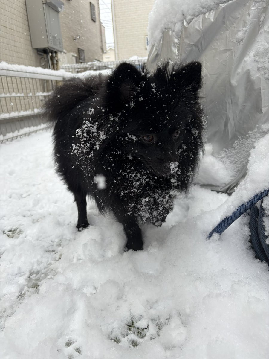 mikuchi1125's tweet photo. 2年間散歩も知らなかった元保護犬
雪を全力で楽しんでた🤣🤣 https://t.co/YpOhmitm9j