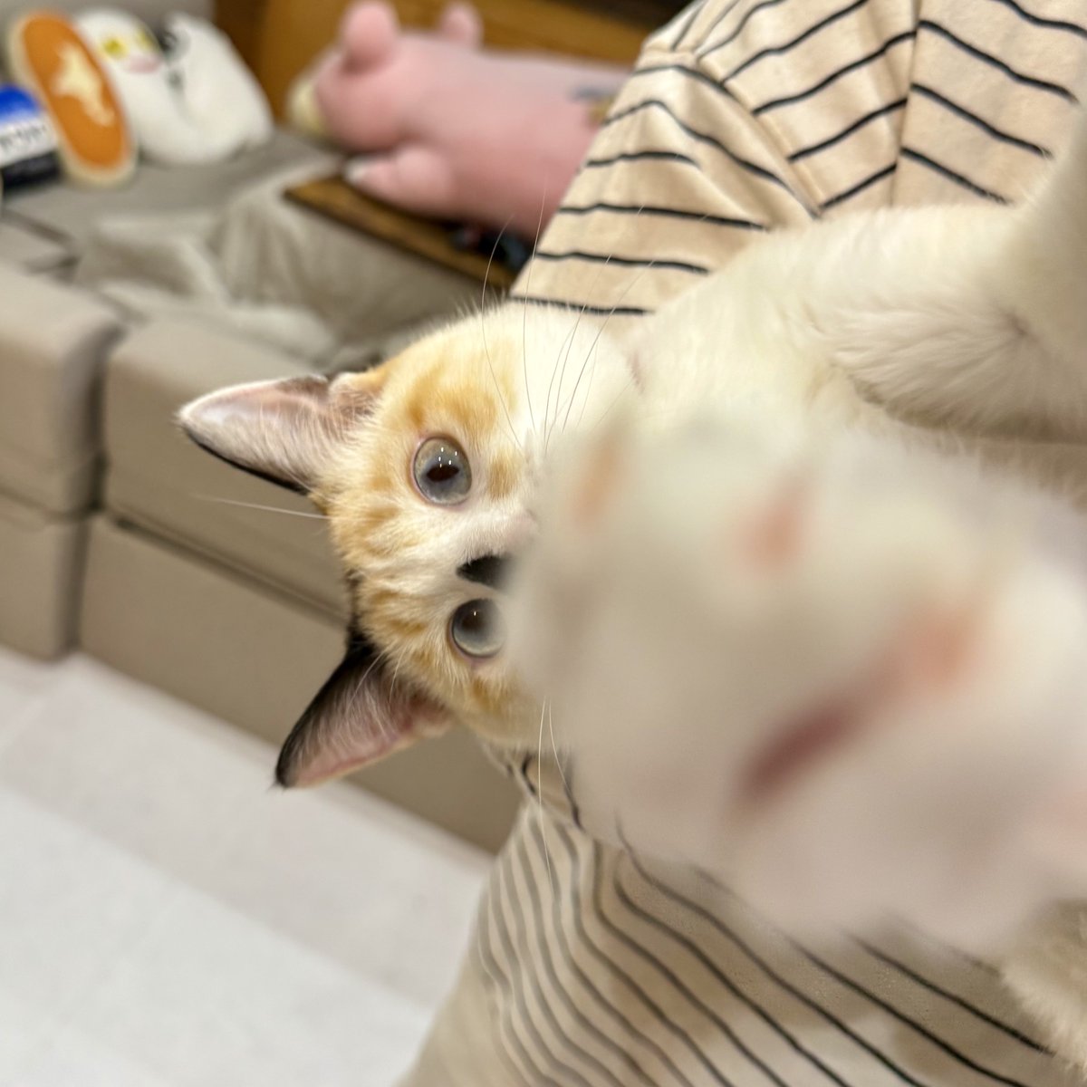 まめパーーーンチ！！！！