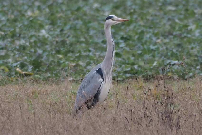 Warten auf den Frühling (2)