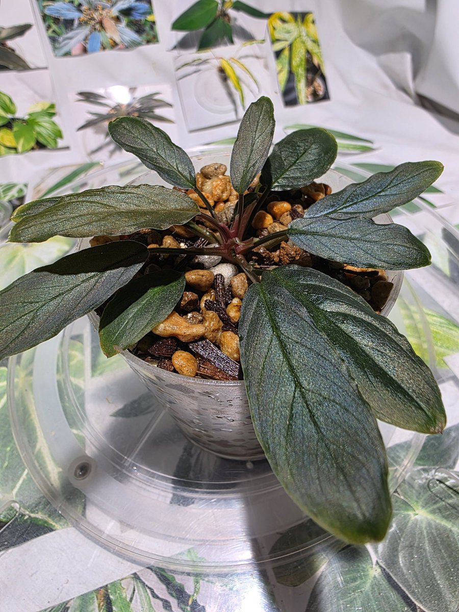 2/8 Homalomena 濡ユーク紫ギランギラン💓 やっとこ調子付いた#LA便