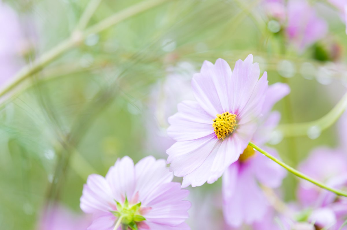 HassayPhoto2903's tweet photo. 秋はこんな淡く、やさしい色をしていた。

#コスモス #花のある風景  #清水公園 https://t.co/EMOo878f6d