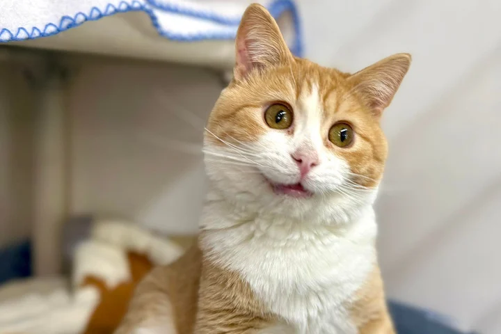 I think i just found the Derpiest cat on the internet  

Meet Waffle the Derp cat  

Name was changed since it was adopted  

Who was abandoned and left because of his Derpy appearance   

Soon the rescuers realized something made him stand out from the other cats.  

The more