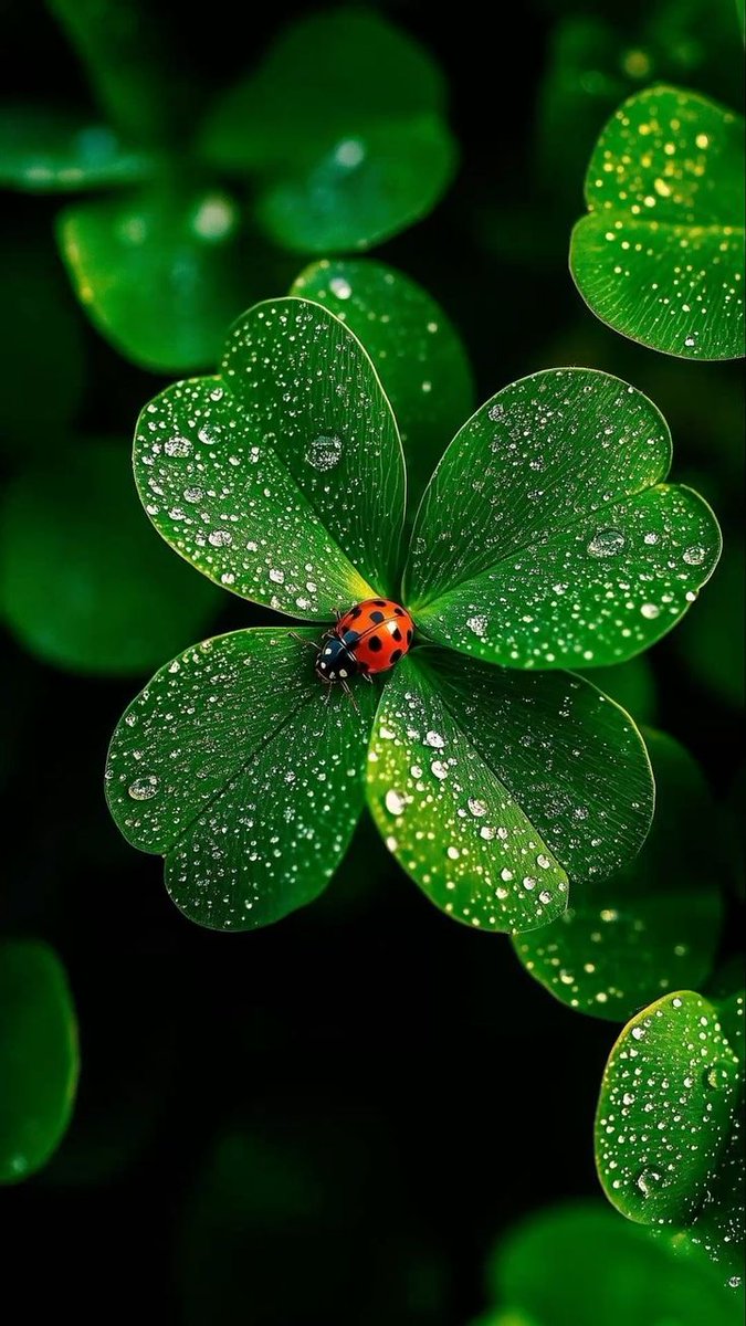 MonicaDrie's tweet image. 🍀🐞