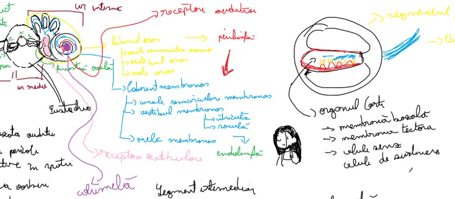 🇷🇴 ryx ^q^(0/3 COMMS) tweet media