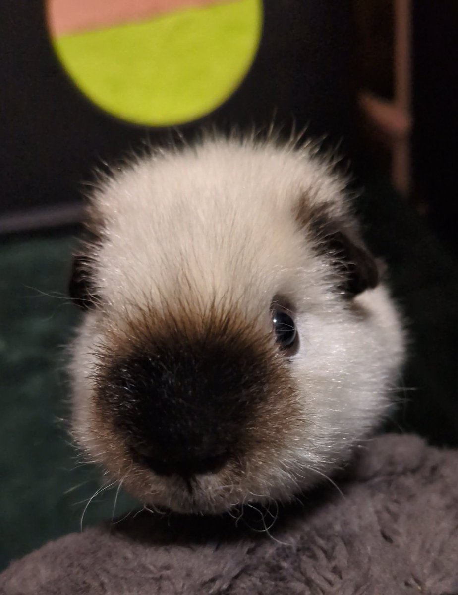 ann(ﾓﾙﾓﾙ) tweet media