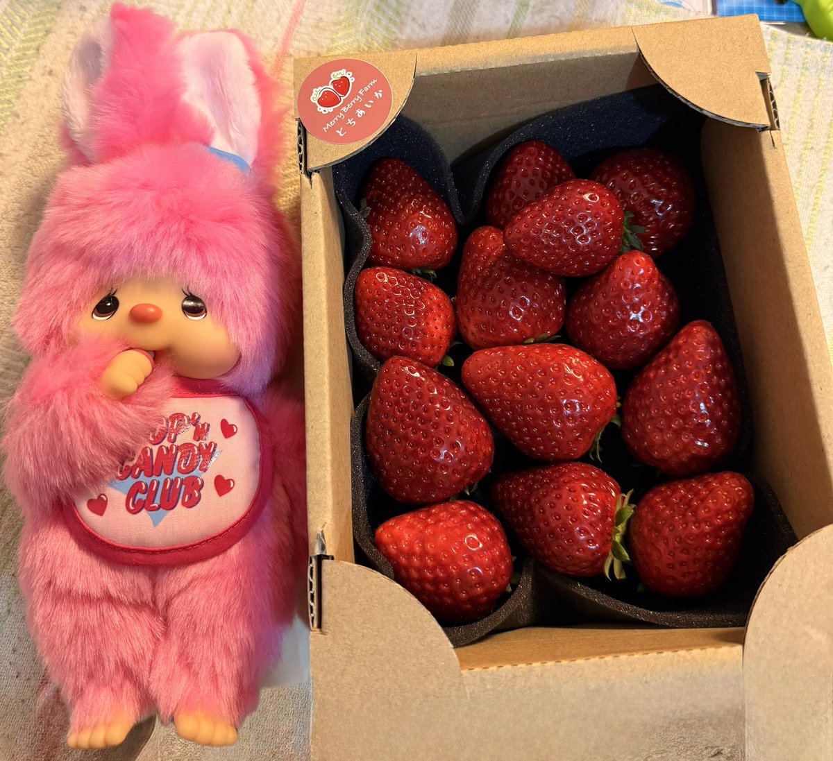 近所に最近オープンした🍓農家さん経営の
苺屋さんに行ってみましたぁ
雪の日という事で2割引で安く買えました
甘くて美味しい😋
チムたんも後で食べようね🐰