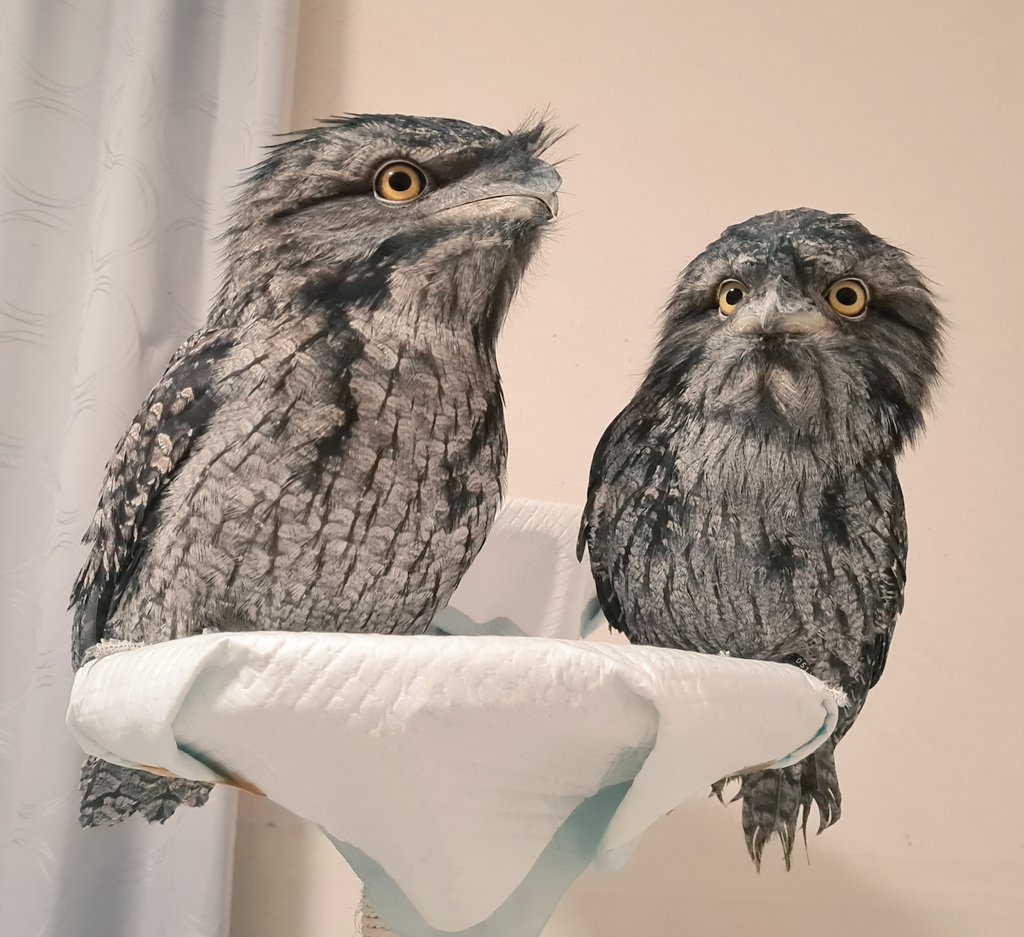 がまーず🐸
#ガマグチヨタカ