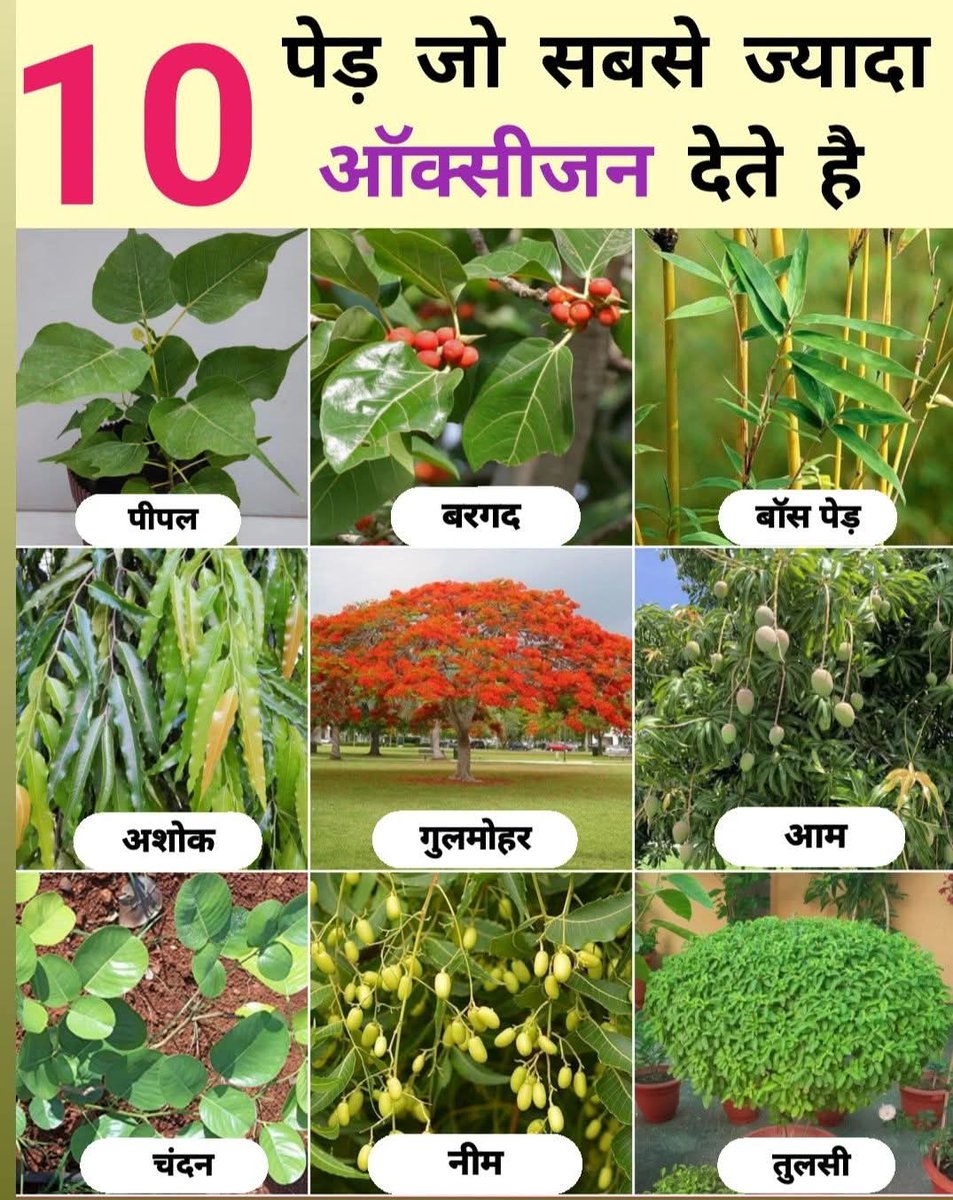 SiwanBazar's tweet photo. हमारे आसपास कुछ पेड़ पाए जाते हैं जो पर्यावरण को शुद्ध रखते हैं और अगर इनका आकलन ऑक्सीजन से किया जाए तो काफी ज्यादा मात्रा में देते हैं।
आप अपने जन्मदिन पर एक पेड़ जरूर लगाए जो की ऑक्सीजन को भी बढ़ाएंगे और पर्यावरण को शुद्ध भी रखेंगे। https://t.co/12K7RcPbl1