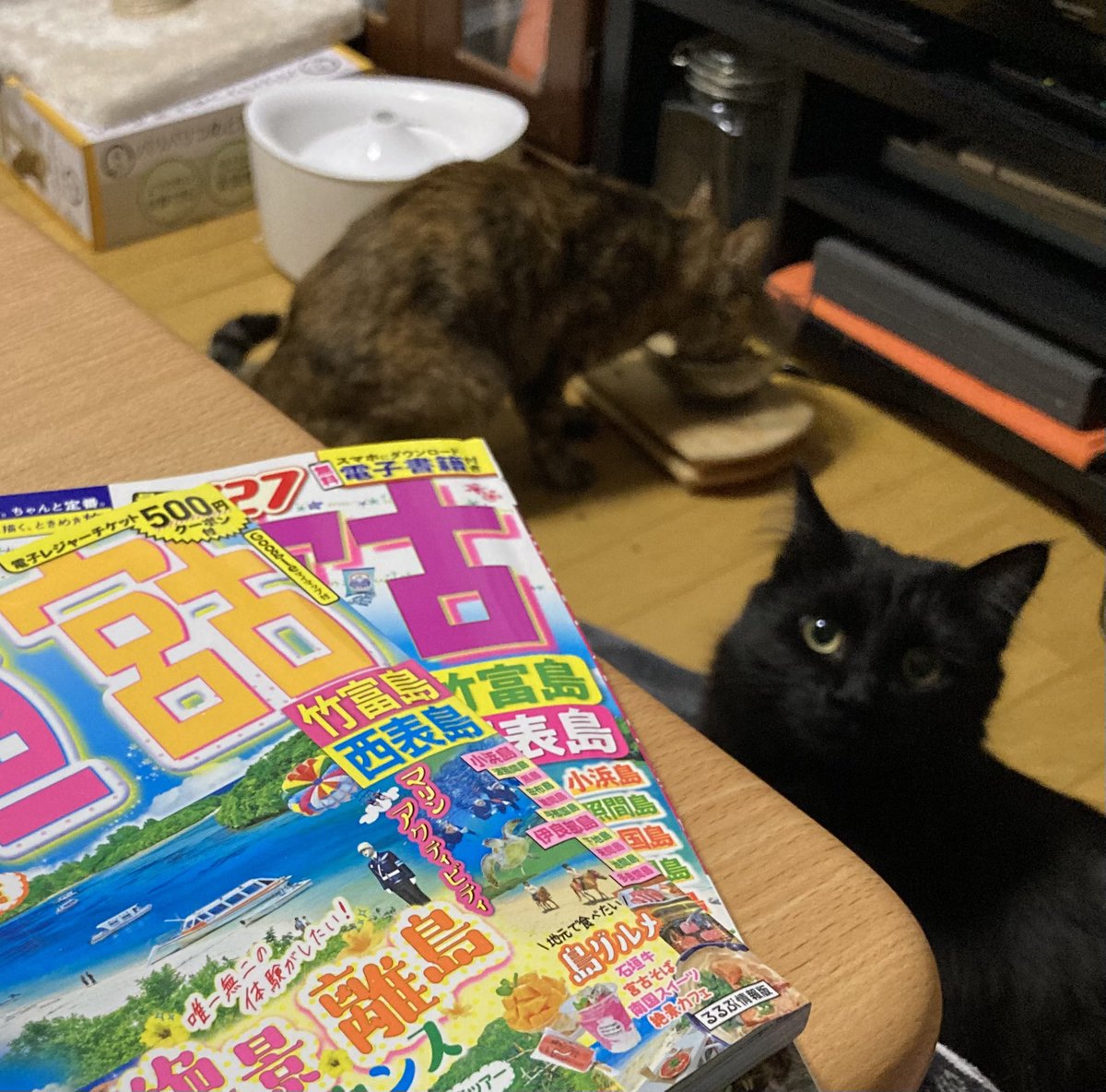 久々に予定のない週末😃
２月は青森、３月は南の島🏝️
ガイドブックゆっくり読めて有意義でしたね👍
こたつ入ってると、🐈‍⬛🐈が入れ違いで机に乗ってきてお邪魔してくるので💦
🥃飲みながら選挙速報見てますが、気になっていたお隣の選挙区の先生が🌸だったし、とりあえず安心😌