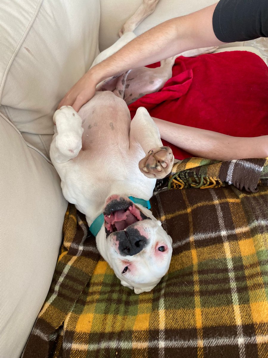 ❤️ Piecito 
El Piecito ha hagut de passar pel quiròfan per un probleme a la cua i ara està d'acollida
Ens diuen que a casa és un amor i que es porta molt bé 
Qui s'anima a tenir-lo definitivament?
ℹ️ El Piecito és un boxer adult i està en adopció conjunta amb la seva germana Xica