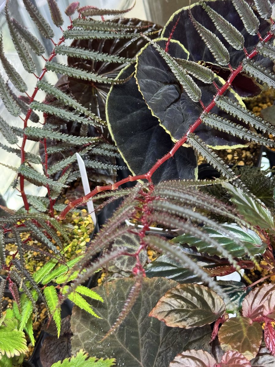 Begonia🌱
