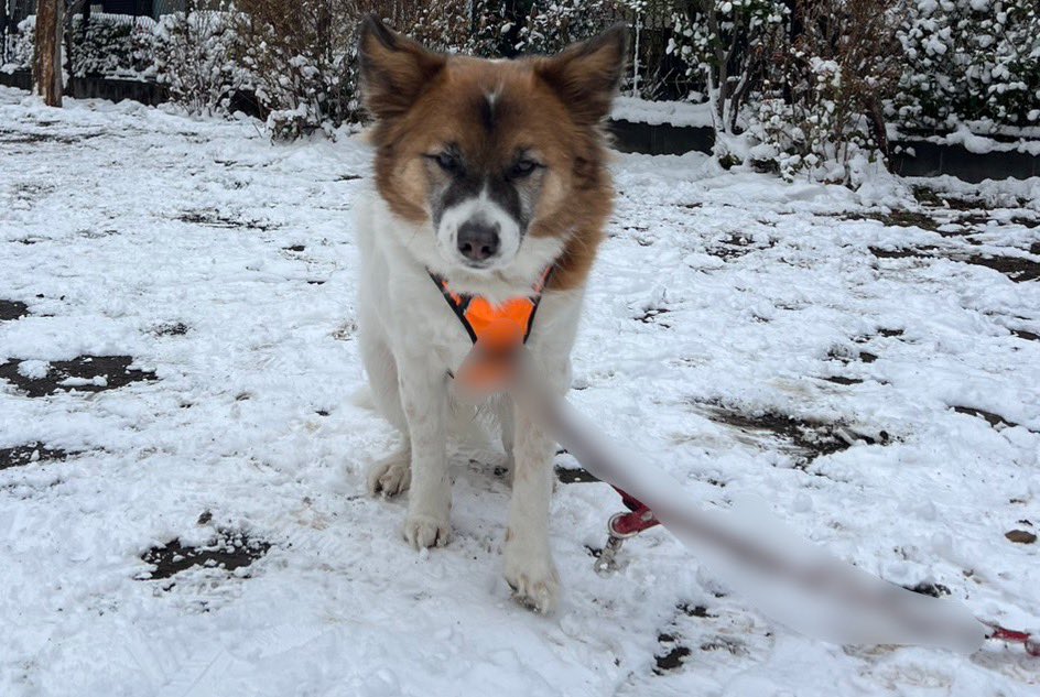 MimiMuui's tweet image. 彼氏と犬とたくさん遊んだ🐶⛄️