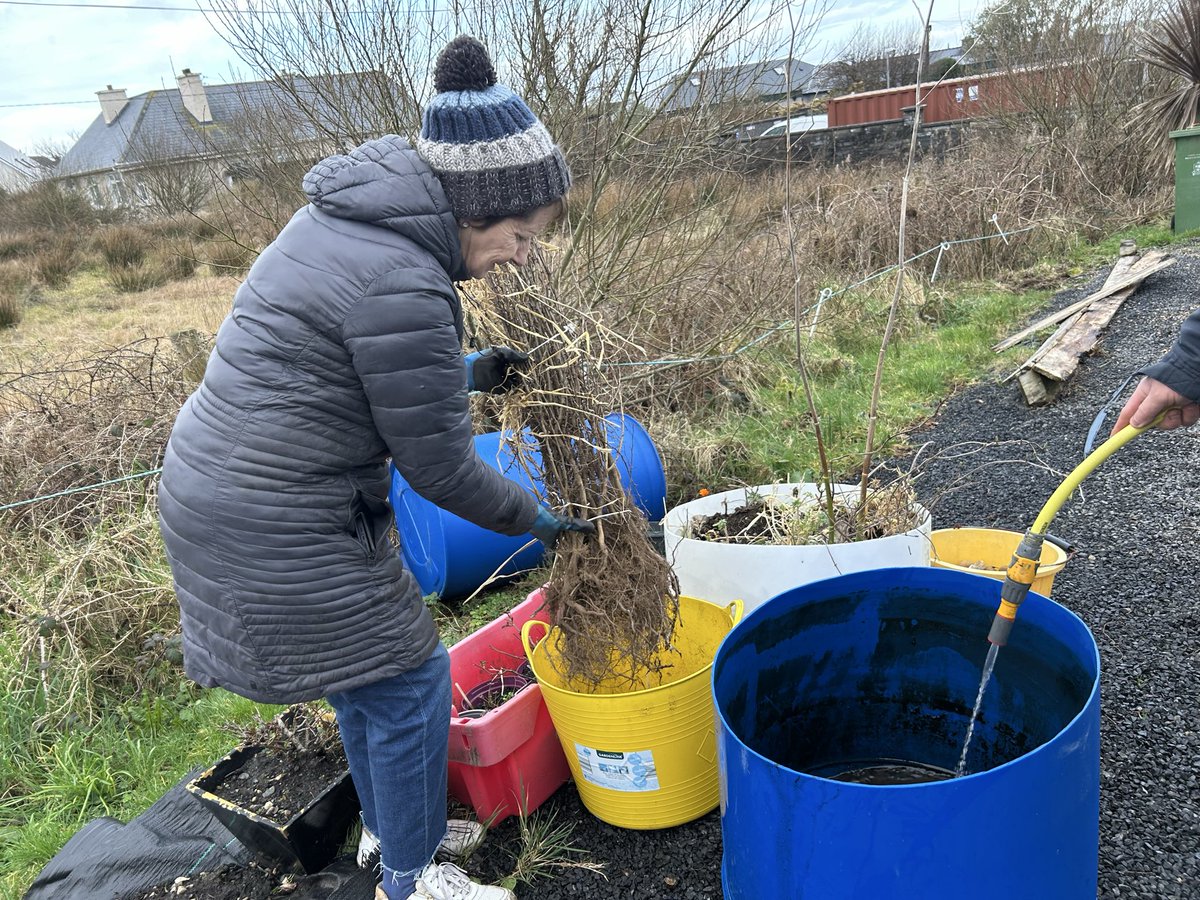 TidyBelmullet's tweet photo. Healing in the Trees ready for planting in the week ahead! #planting #preparing #planningisimportant #workingtogether #biodiversity #substanability #theyearahead #trees @SeanHort1 https://t.co/6BH6xSUoXi