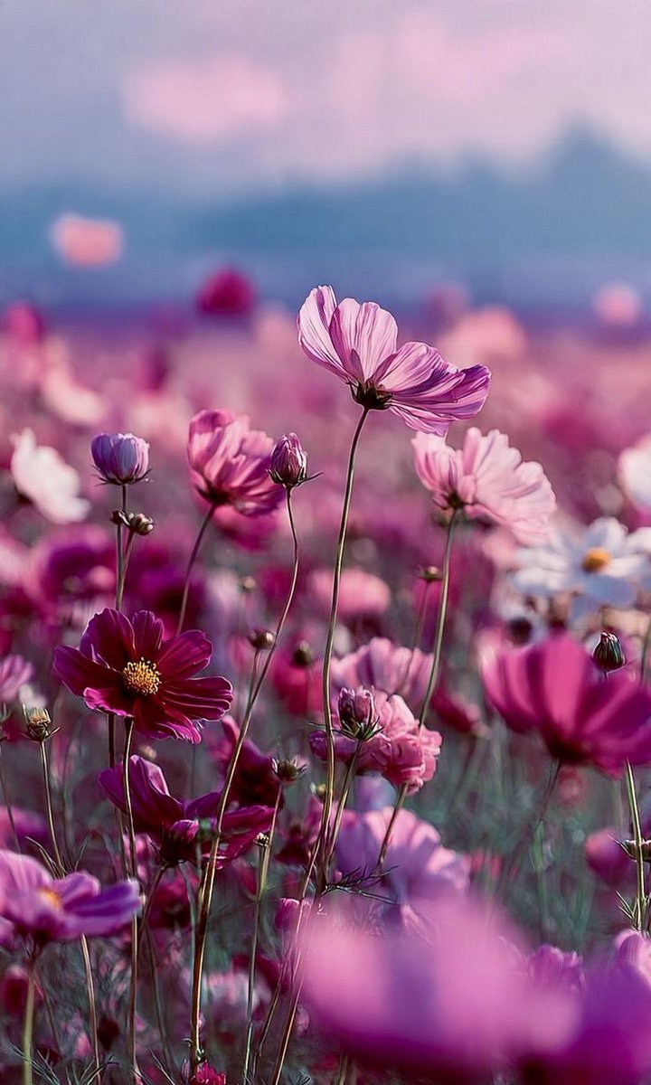 JeanetteEliz's tweet photo. Hello Everyone! 🩷 Have a beautiful day 💞🌸💕 https://t.co/tmYXMTa1vT