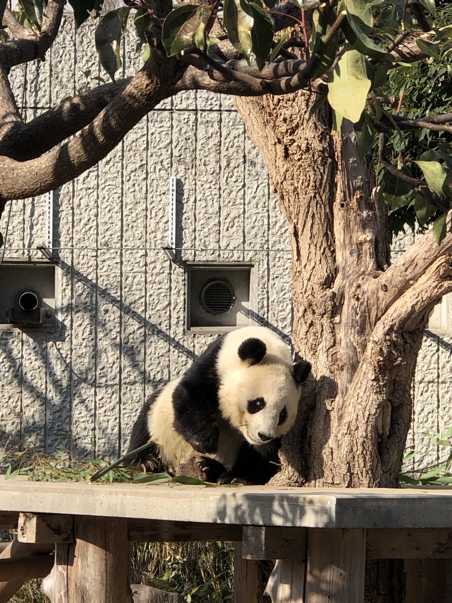 ちーじー🐼🌼 (@mutasokj) / Posts / X