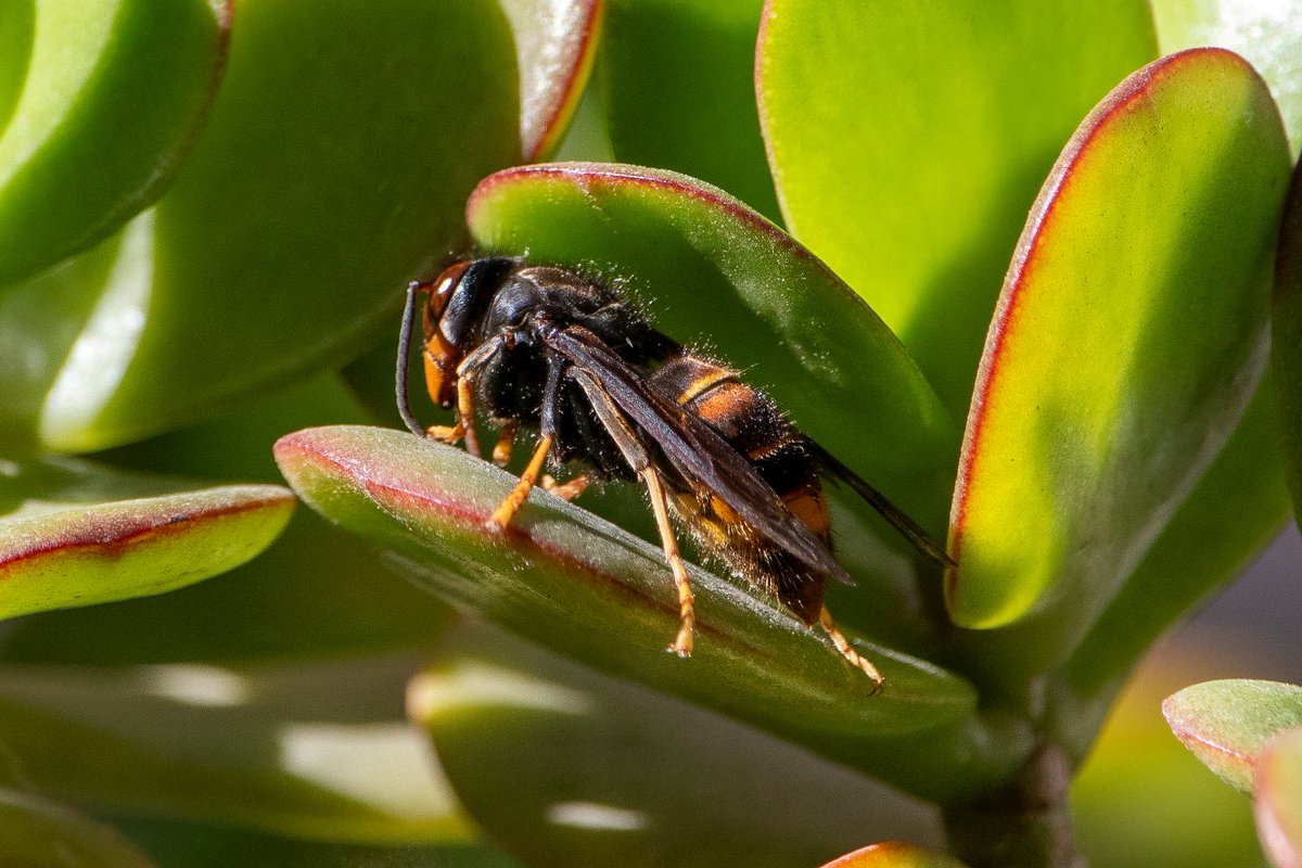 Josep Maria Rebés tweet media