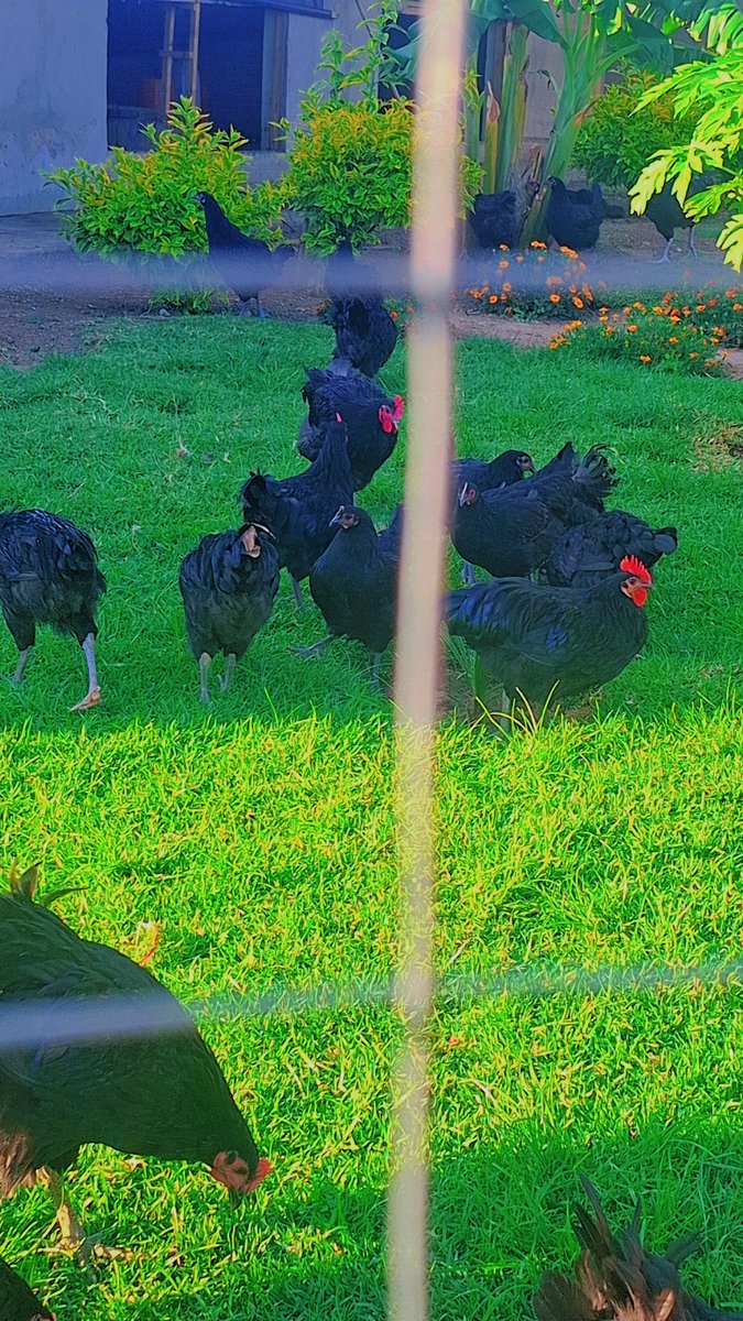 Indigenous chickens tweet media