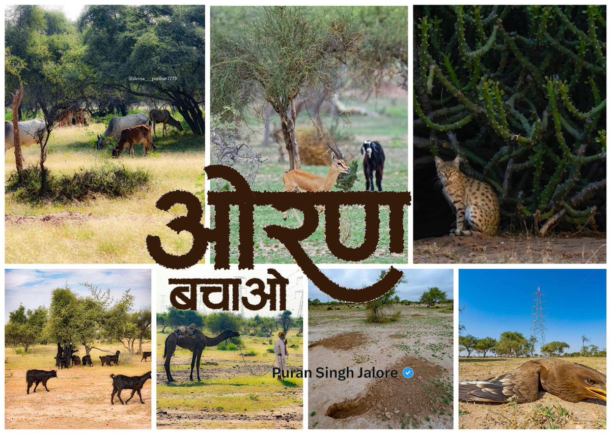 LokendraParamar's tweet photo. ओरण सिर्फ जमीन नहीं, हमारी पहचान, परंपरा और प्रकृति से जुड़ा जीवन है।
जल, जंगल और जलवायु को संरक्षण देने वाली ओरण जो जनमानस में आस्था का मुख्य बिंदु है इसका संरक्षण आवश्यक है।
आइए मिलकर ओरण और जैसलमेर की इस धरोहर की रक्षा करें🌿🇮🇳
#ओरण_बचाओ_जैसाण_बचाओ https://t.co/7V0X5p9OhV