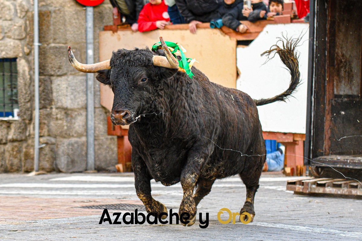 ‘CARTERON’ de Astolfi, primer toro a cajón en Valdemorillo
