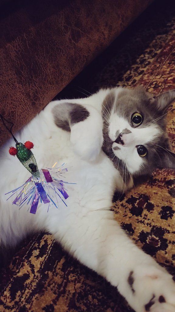 Cococococat7's tweet image. 新しいおもちゃでリクぴんちゃんまんがフィーバーしてくださったぞ！！！リクぴん！！！ちゃんまん！！！がわいいね！！！