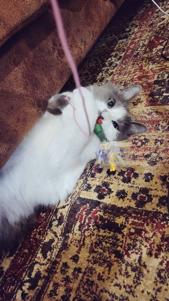 Cococococat7's tweet image. 新しいおもちゃでリクぴんちゃんまんがフィーバーしてくださったぞ！！！リクぴん！！！ちゃんまん！！！がわいいね！！！