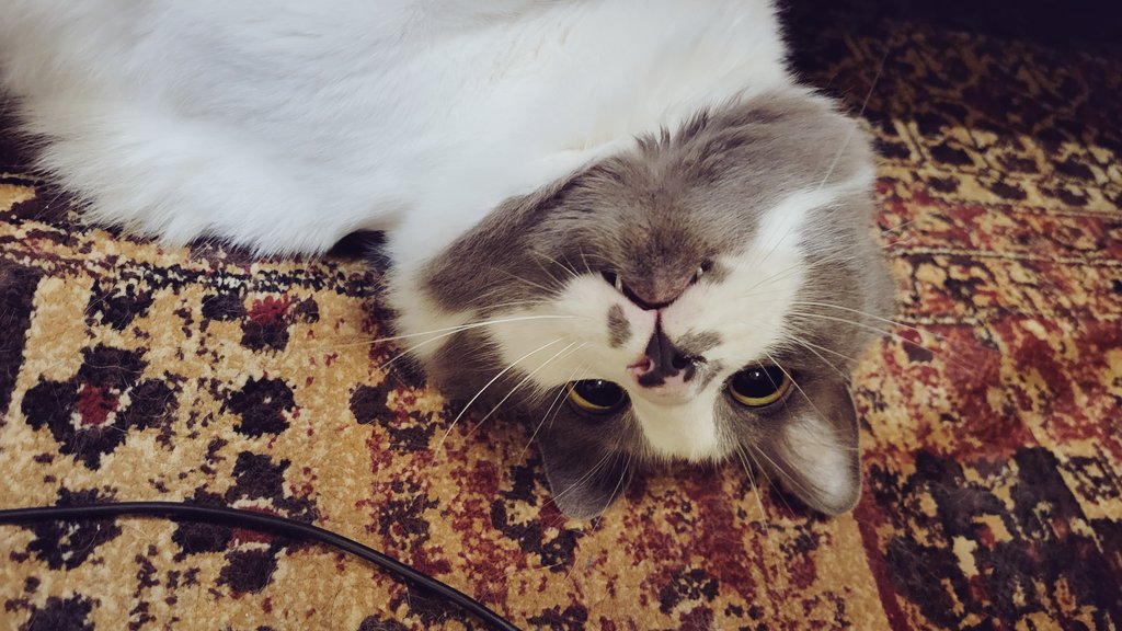 Cococococat7's tweet image. 新しいおもちゃでリクぴんちゃんまんがフィーバーしてくださったぞ！！！リクぴん！！！ちゃんまん！！！がわいいね！！！