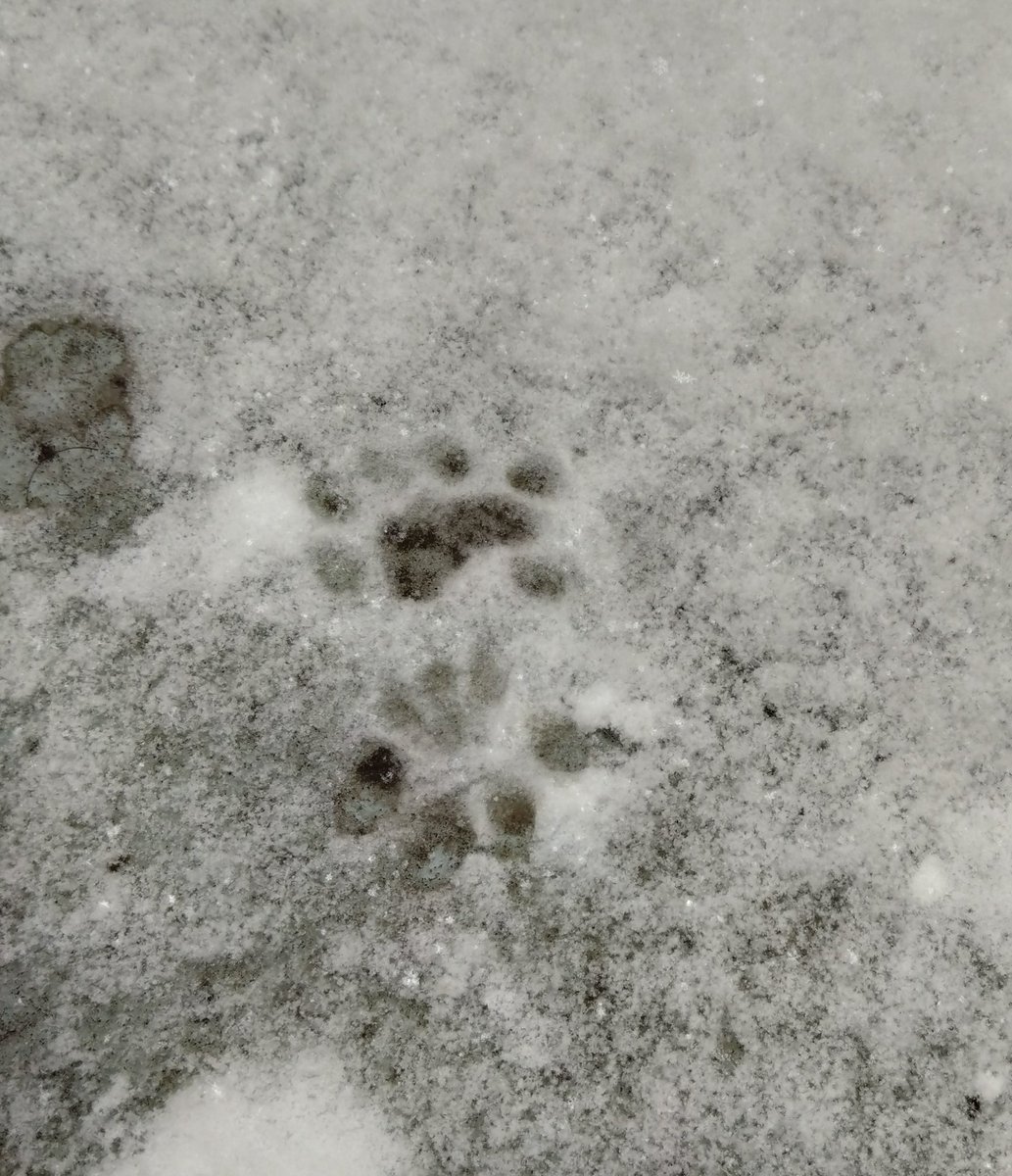Jade42609187's tweet photo. ベランダに積もった雪。初めて雪の上歩いたけど寒くて直ぐに戻ってきた。北欧生まれだろ、お前。 https://t.co/A7mkRo9ycd