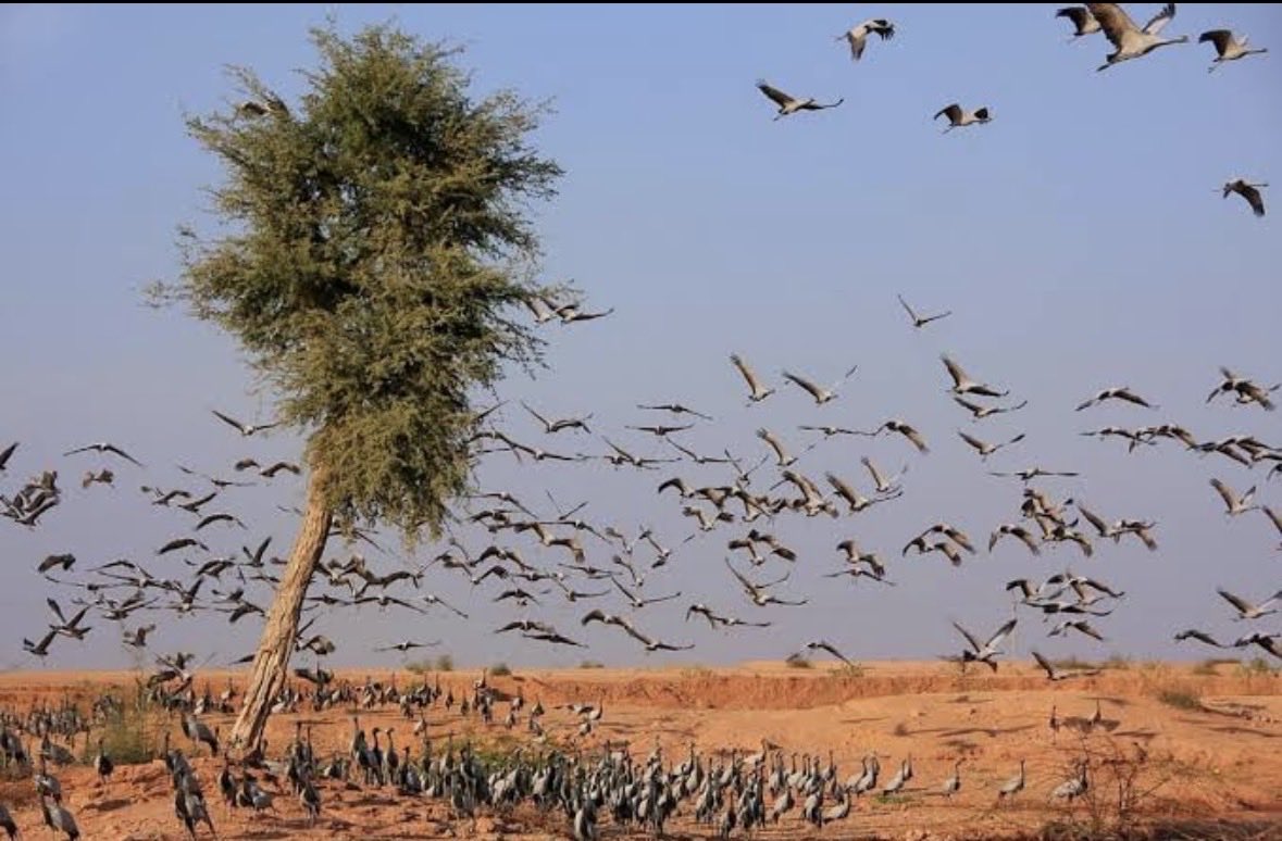 mrharisolanki's tweet photo. ओरण में हर पेड़, हर शाखा हमारे पूर्वजों की परंपरा का प्रतीक है। 
आओ पूर्वजों के बलिदान को नष्ट होने से बचाएं।

#ओरण_बचाओ_जैसाण_बचाओ https://t.co/UgR6SVDps5