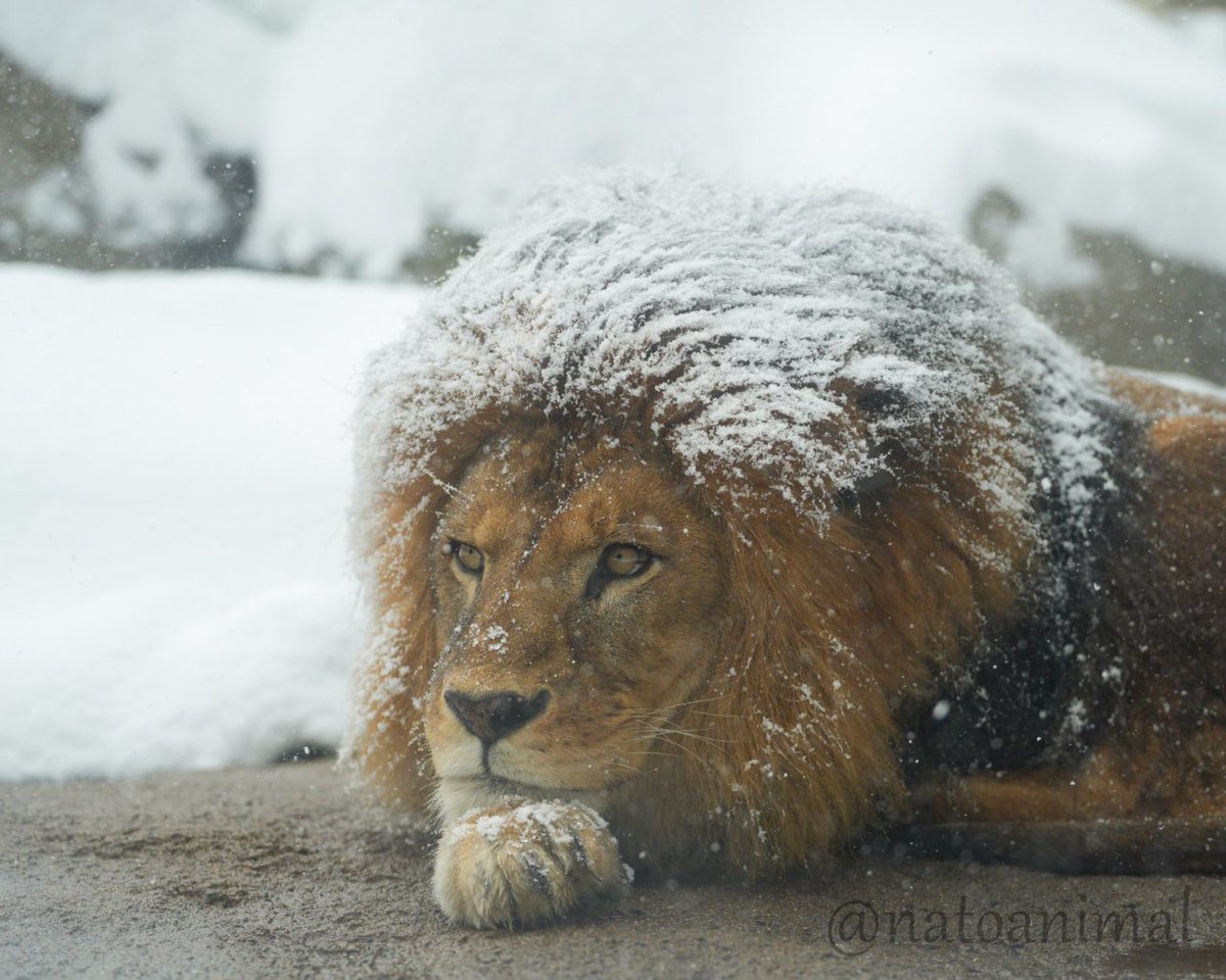 クリス❄️
（2026.2.8）
#いしかわ動物園 #ライオン #クリス