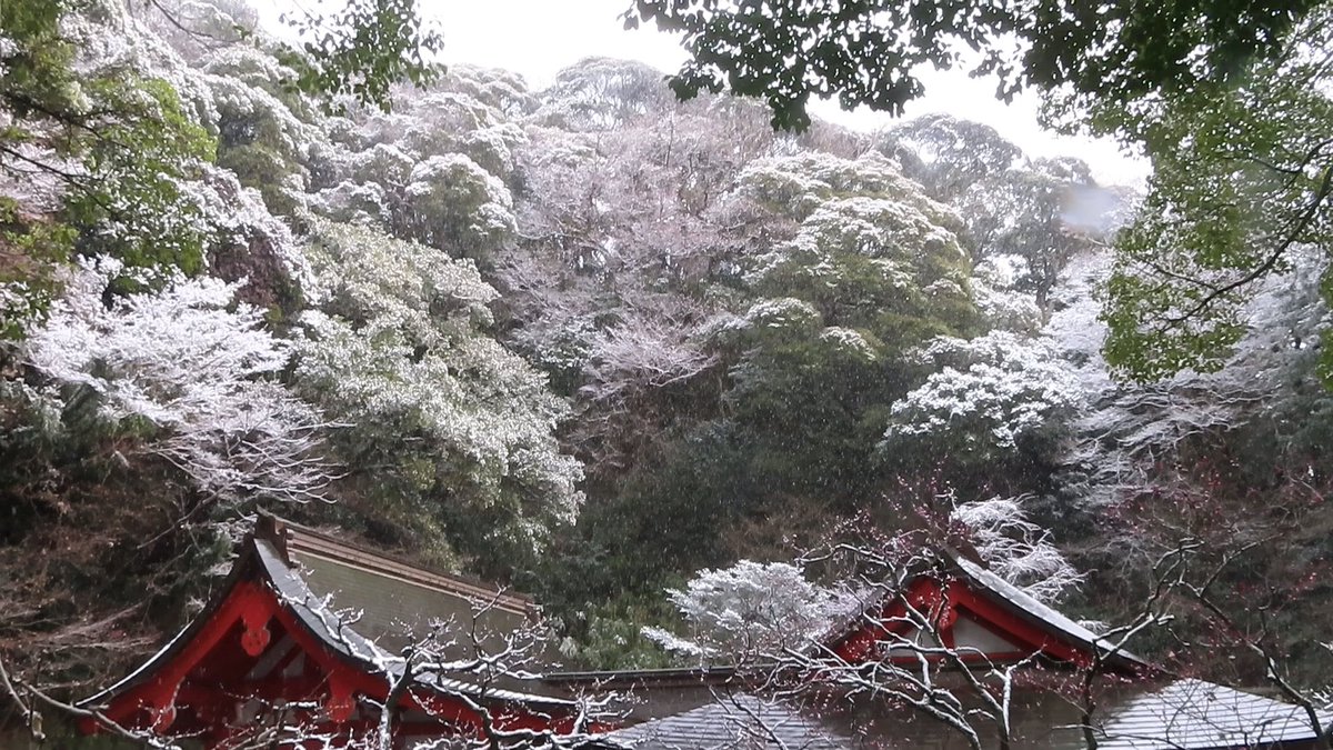 subuta2525's tweet photo. 荏柄天神社の針供養へ。
後ろの山が雪化粧で幻想的。

江ノ電 江ノ島駅、線路に融雪装置の炎アチコチ。

吹雪からの逃げ場ない段葛、鶴岡八幡宮は向かい風で寒かった。

常立寺でお茶とお菓子をいただき雪と梅を愛でモノレールを楽しみ穏やかな良い時間を過ごした。
 #雪 #鎌倉 #藤沢 #梅  #湘南 https://t.co/5iKtiqeTrk