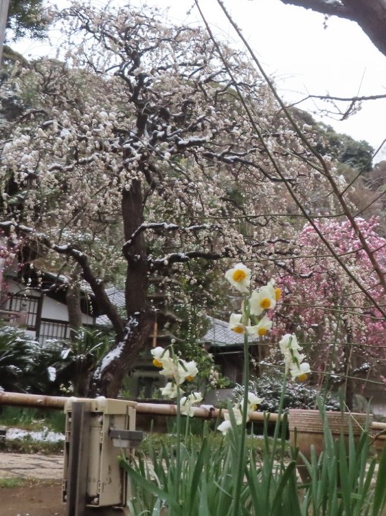 subuta2525's tweet photo. 荏柄天神社の針供養へ。
後ろの山が雪化粧で幻想的。

江ノ電 江ノ島駅、線路に融雪装置の炎アチコチ。

吹雪からの逃げ場ない段葛、鶴岡八幡宮は向かい風で寒かった。

常立寺でお茶とお菓子をいただき雪と梅を愛でモノレールを楽しみ穏やかな良い時間を過ごした。
 #雪 #鎌倉 #藤沢 #梅  #湘南 https://t.co/5iKtiqeTrk