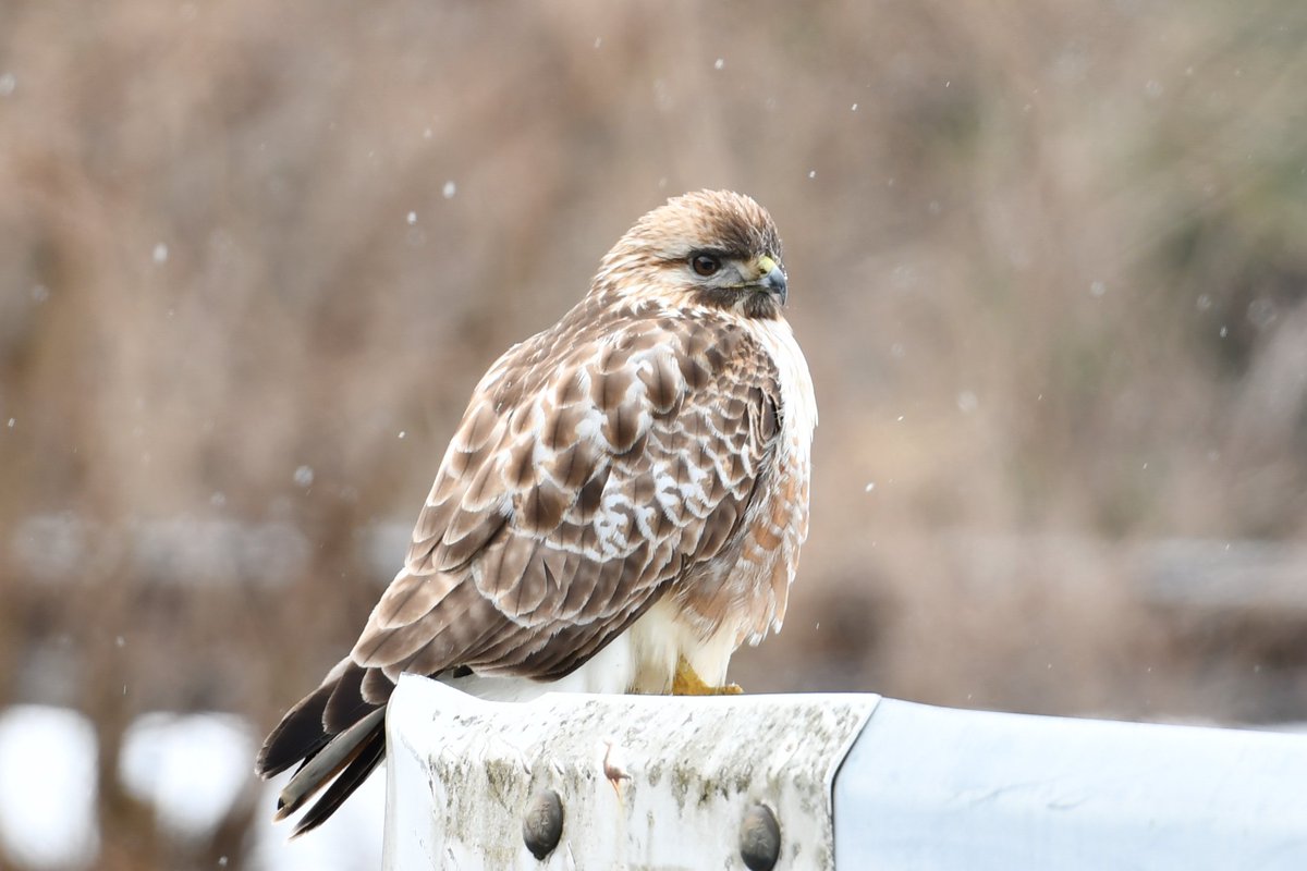 撮影の合間に見つけたノスリ