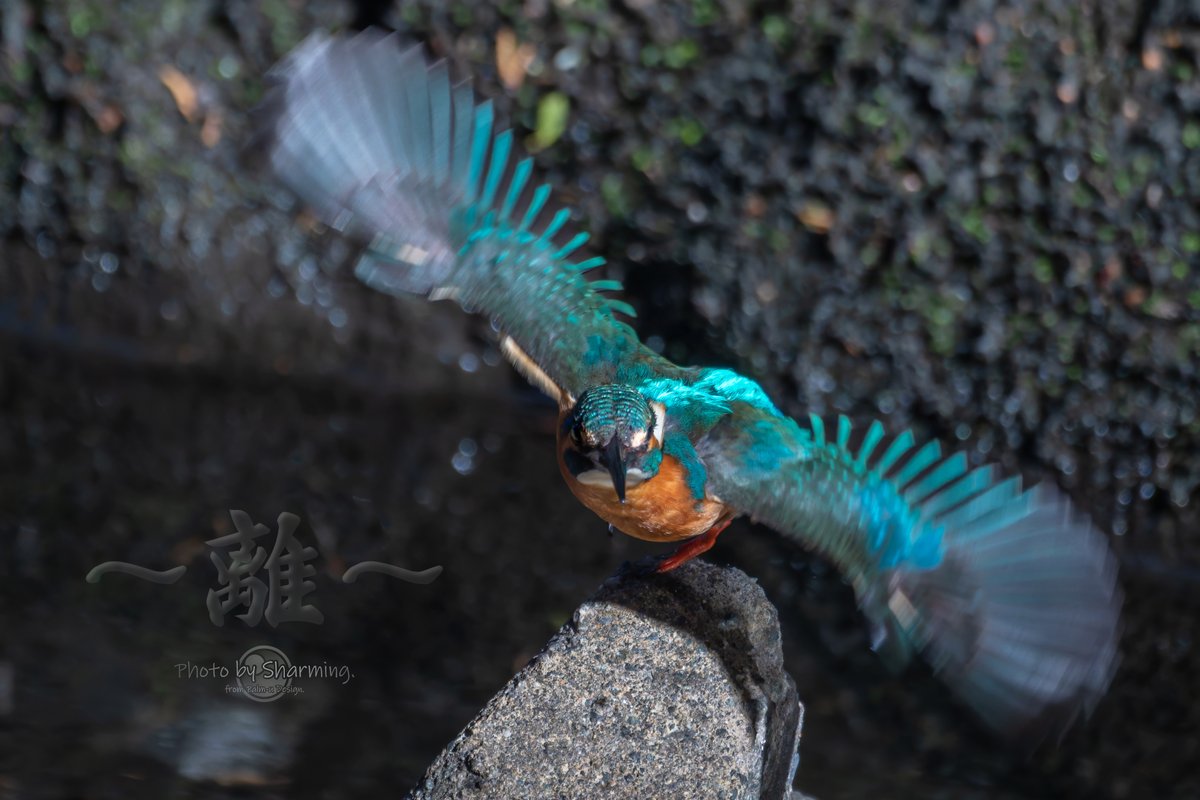 しゃあみん with Diavel and α1 (@KodaHiroshi) / Posts / X