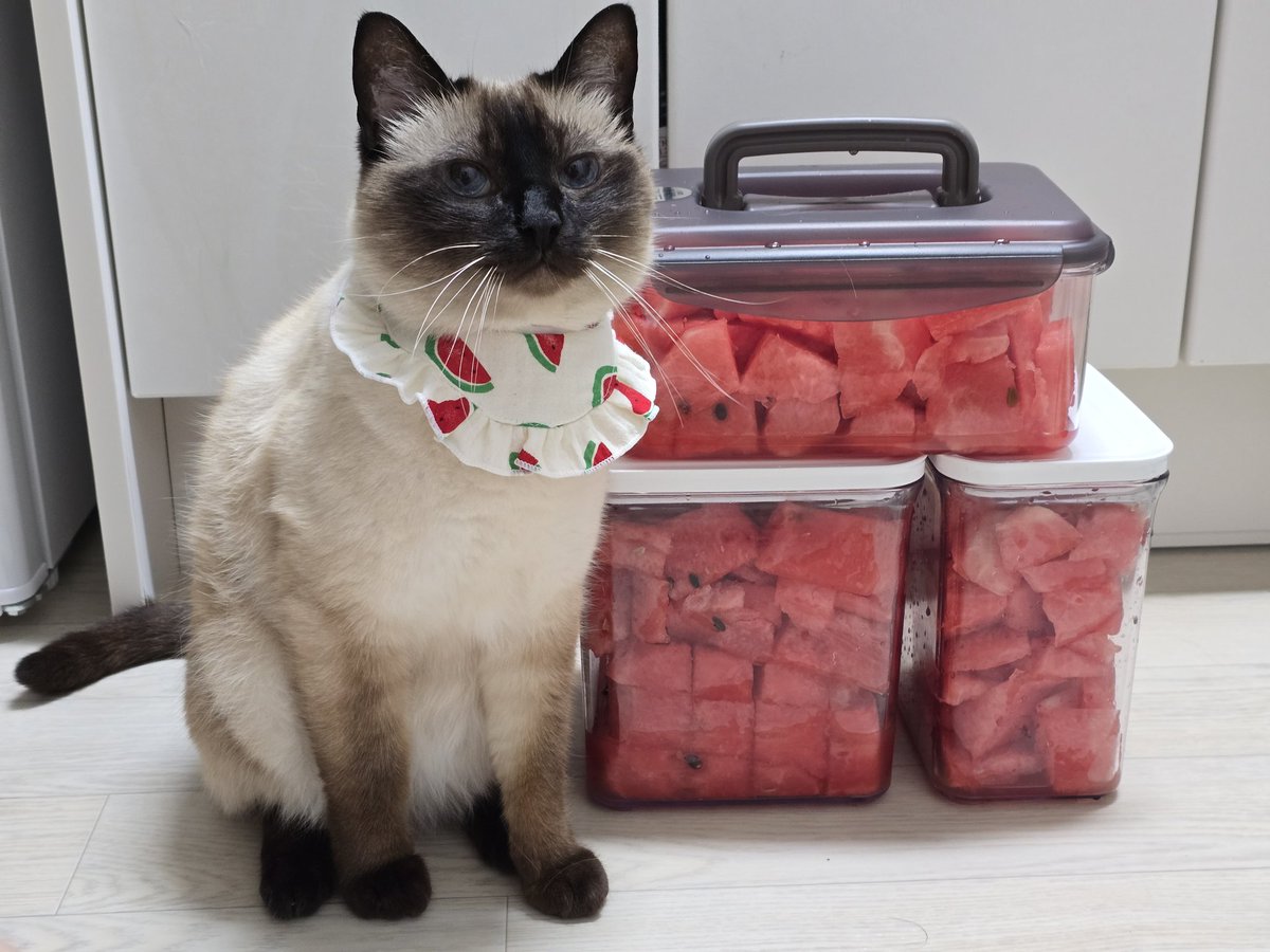 저는 여름에 수박 사서 앵알이랑 사진 찍는 낙으로 살아요