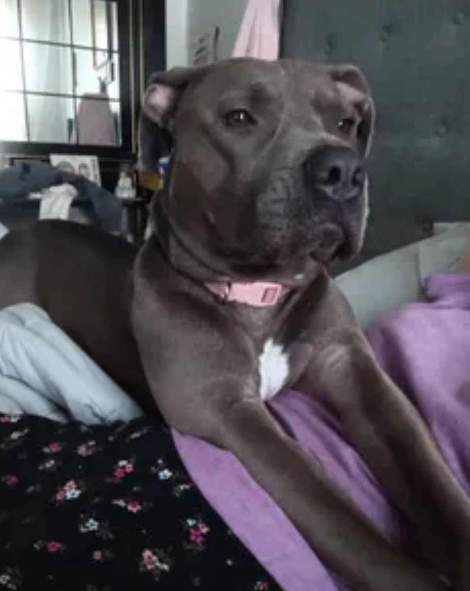 BLUE IS MISSING IN RIDGEWOOD NY: last seen on Menehan Street between Cypress Ave and Seneca Ave, she's 50 pounds and chipped: 985113008263507. If you've seen or found her please call 888-466-3242 and PLEASE RT BLUE!