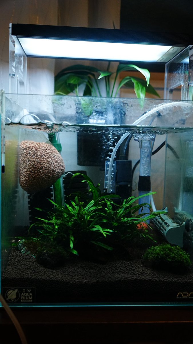 トキワ🌿 (@tokiwa_aquarium) / Posts / X