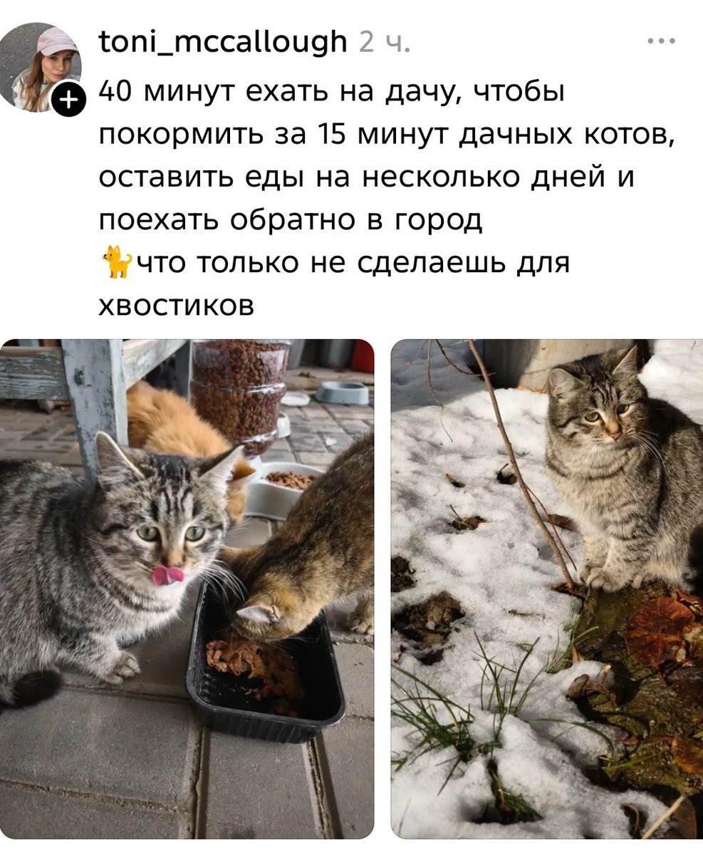 Хочу выразить огромную благодарность тем людям которые не смотря на непогоду, занятость и другие препятствия, в свои выходные ездят на дачи кормить бесхозных котов. Низкий вам поклон. Пусть у вас всегда всё будет хорошо, потому что кошки молятся за вас своим богам♥️