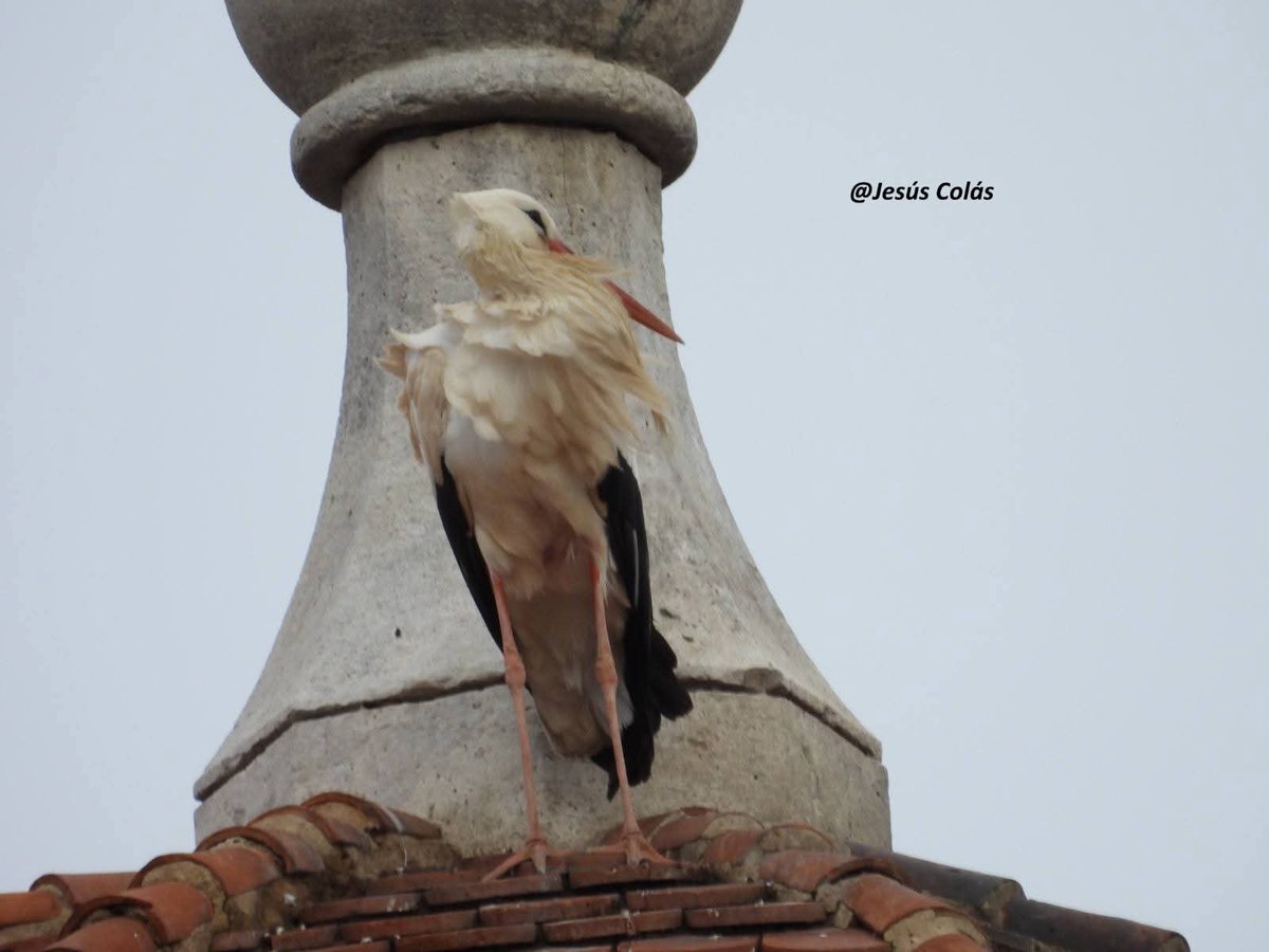 Jesús Colás tweet media