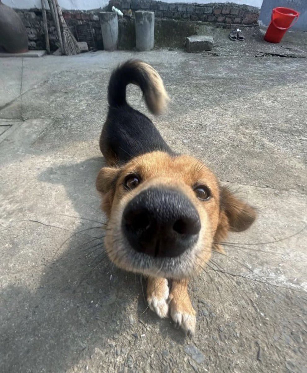 everything dogs 🐶 (@everythingdogss) on Twitter photo 