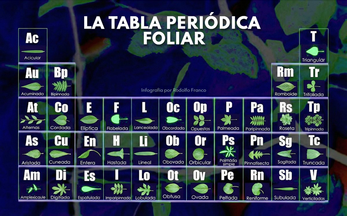rodolfofrancoud's tweet photo. La tabla periódica de las hojas ☘️🌿👌
#forestal #biologia #botanica #hojas https://t.co/INYKXpJct9