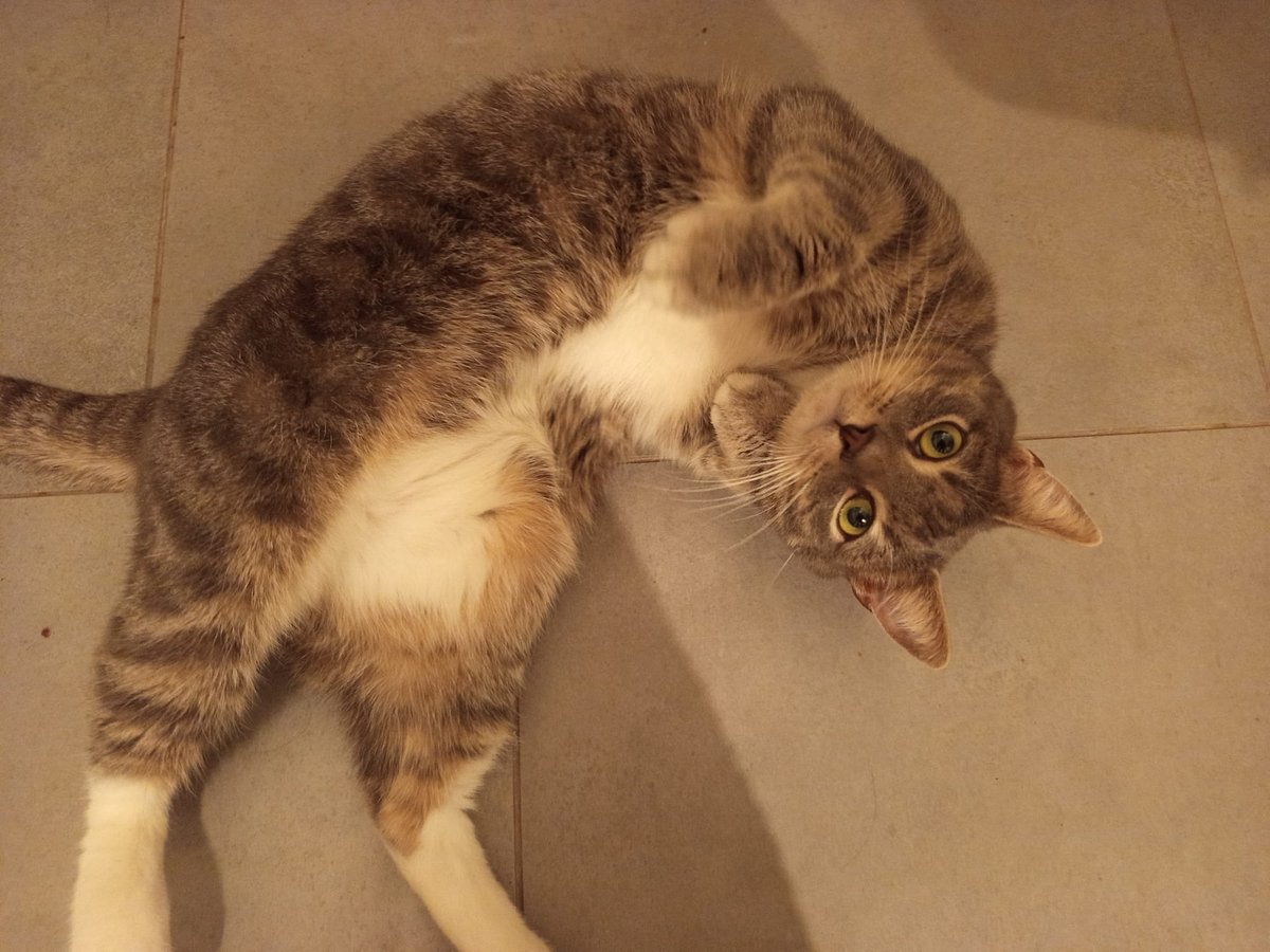 Ready to be bunny kicked? 🤨🐰🥊