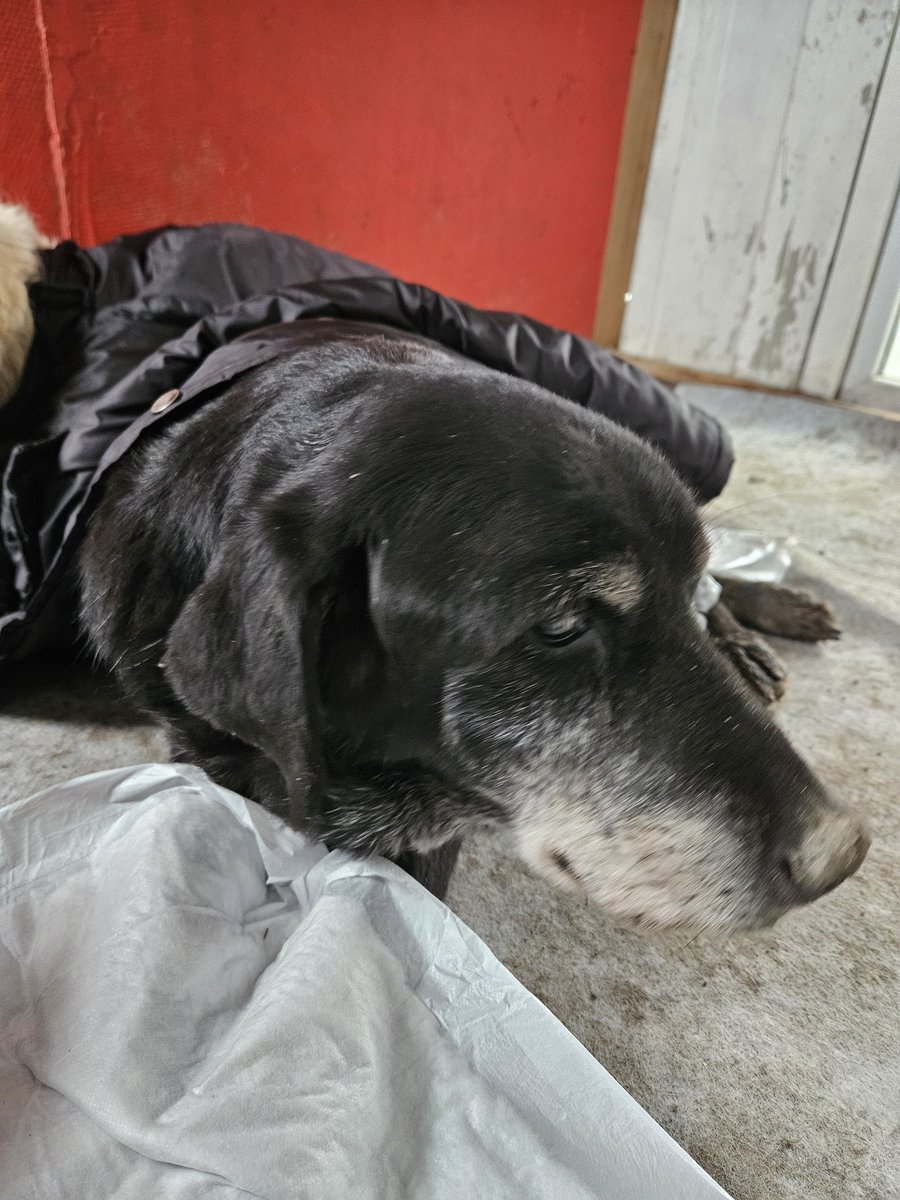 Arzu_Deniz_Teo's tweet image. Bir evladımı daha cennete uğurladım....
Bir parçam daha eksildi....
#Doby 🖤 #evladım